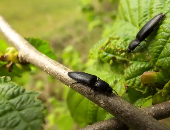 Outdoor Living Space Pest Control Outdoor Living Space Pest Control