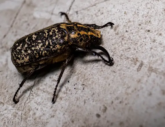 pest infestation in attic